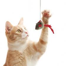 Kattenspeelgoed