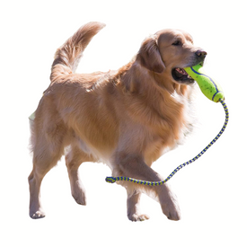 Apporteren, Agility & Training