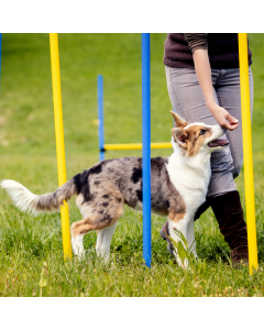 Agility Slamon set