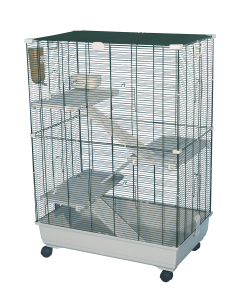Chinchillakooi SAMO 82C2 Marchioro beige Groen