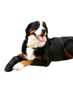Beschermingsschoentje Hond