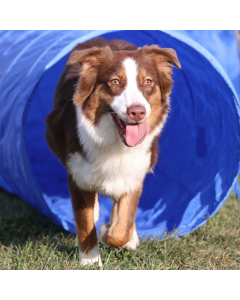Agility Tunnel 5 Meter.