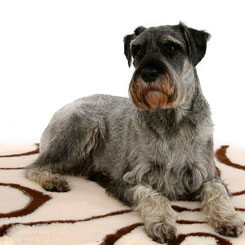 Vet bed met hond