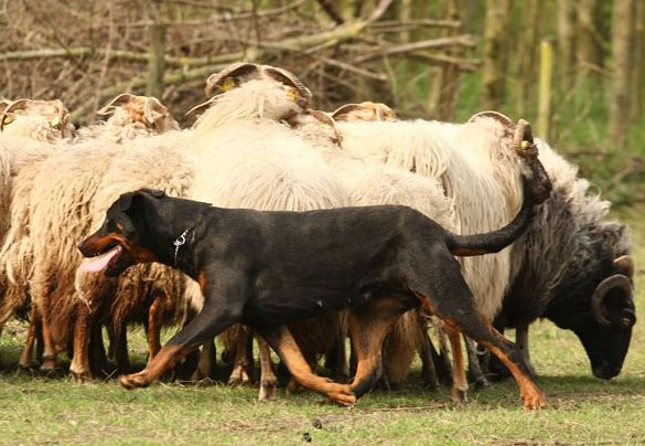 De Beauceron is een uitstekende schapendrijver