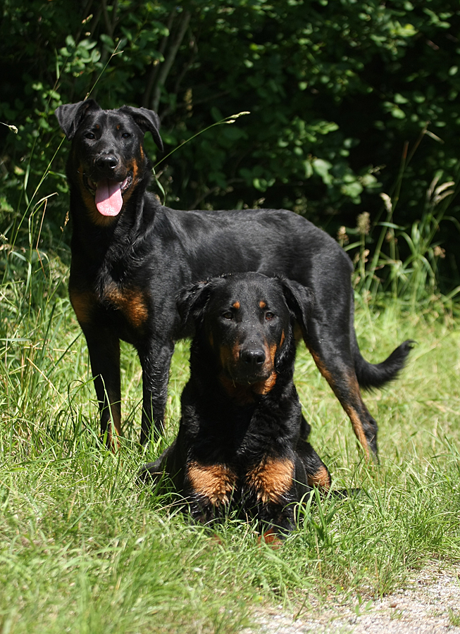 De Beauceron is een elegante hond