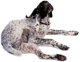 Allergie bij honden (jeuk)