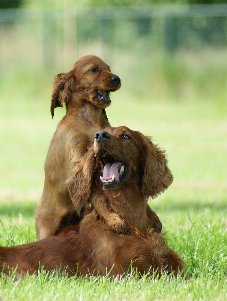 Ierse Setter met pup
