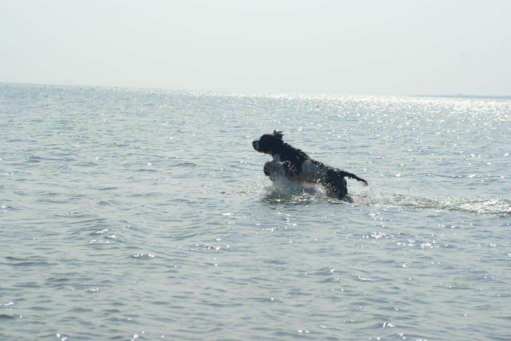 Engelse Springer Spaniel in het water