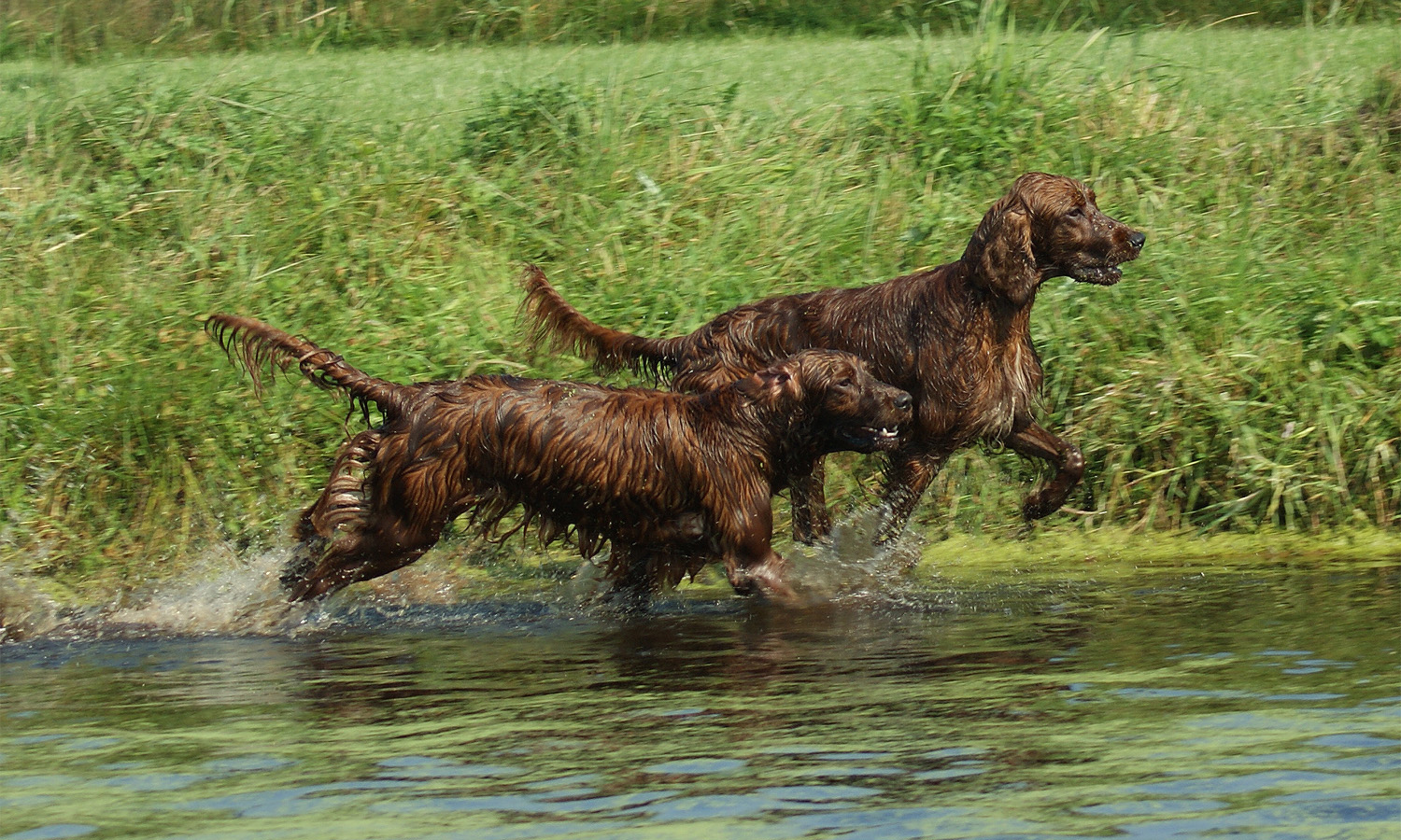 De Ierse Setter heeft nog steeds een zeer sterk jachtinstinct