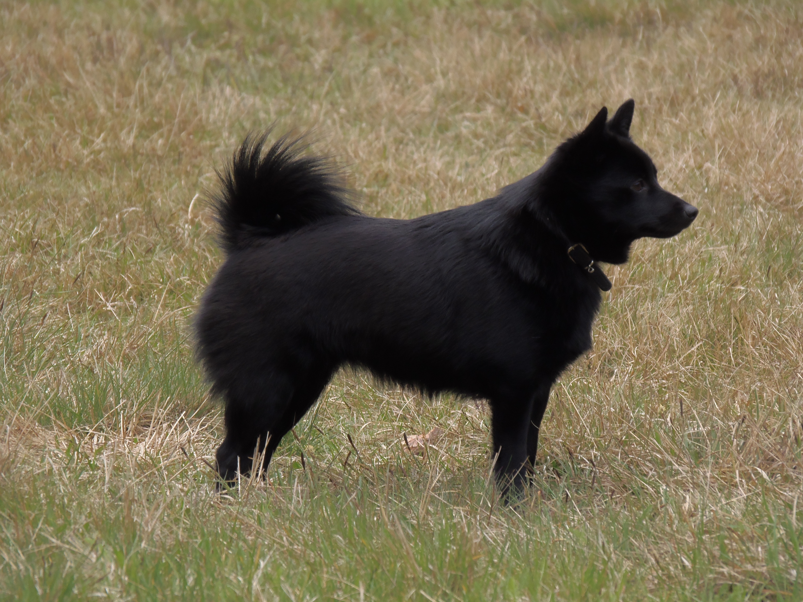 Het Schipperke