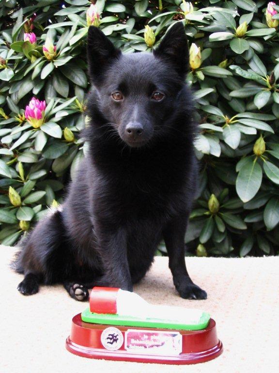 Het Schipperke