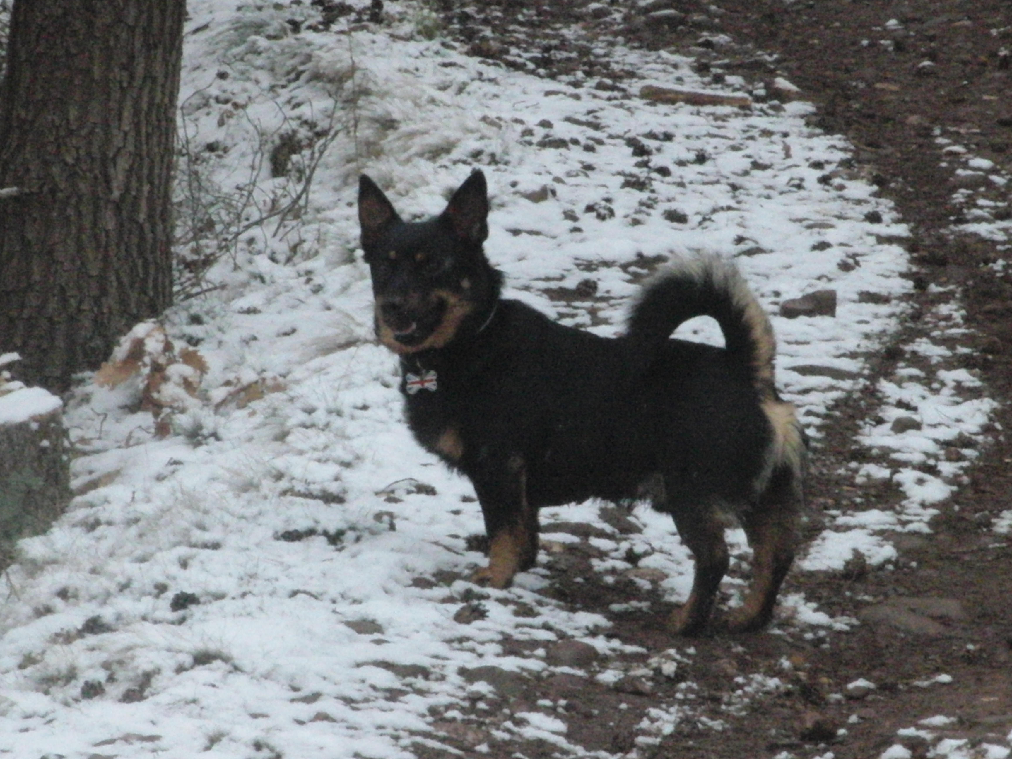 Lancashire Heeler in het bos