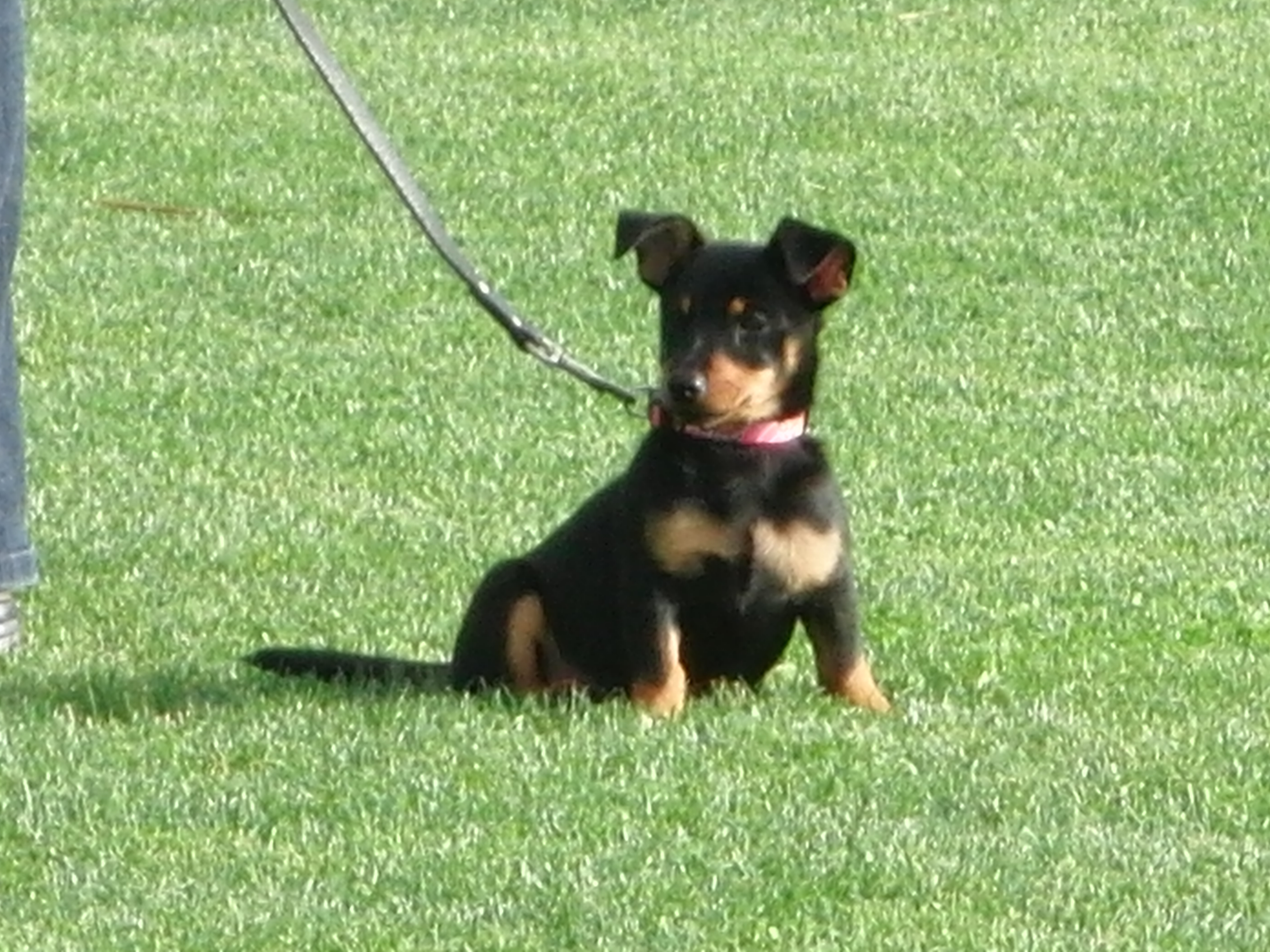 Lancashire Heeler puppy