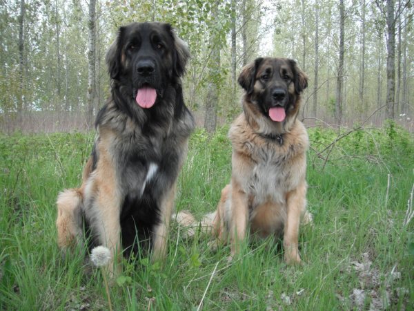 Leonberger Reu en Teef Leonberger Reu en Teef
