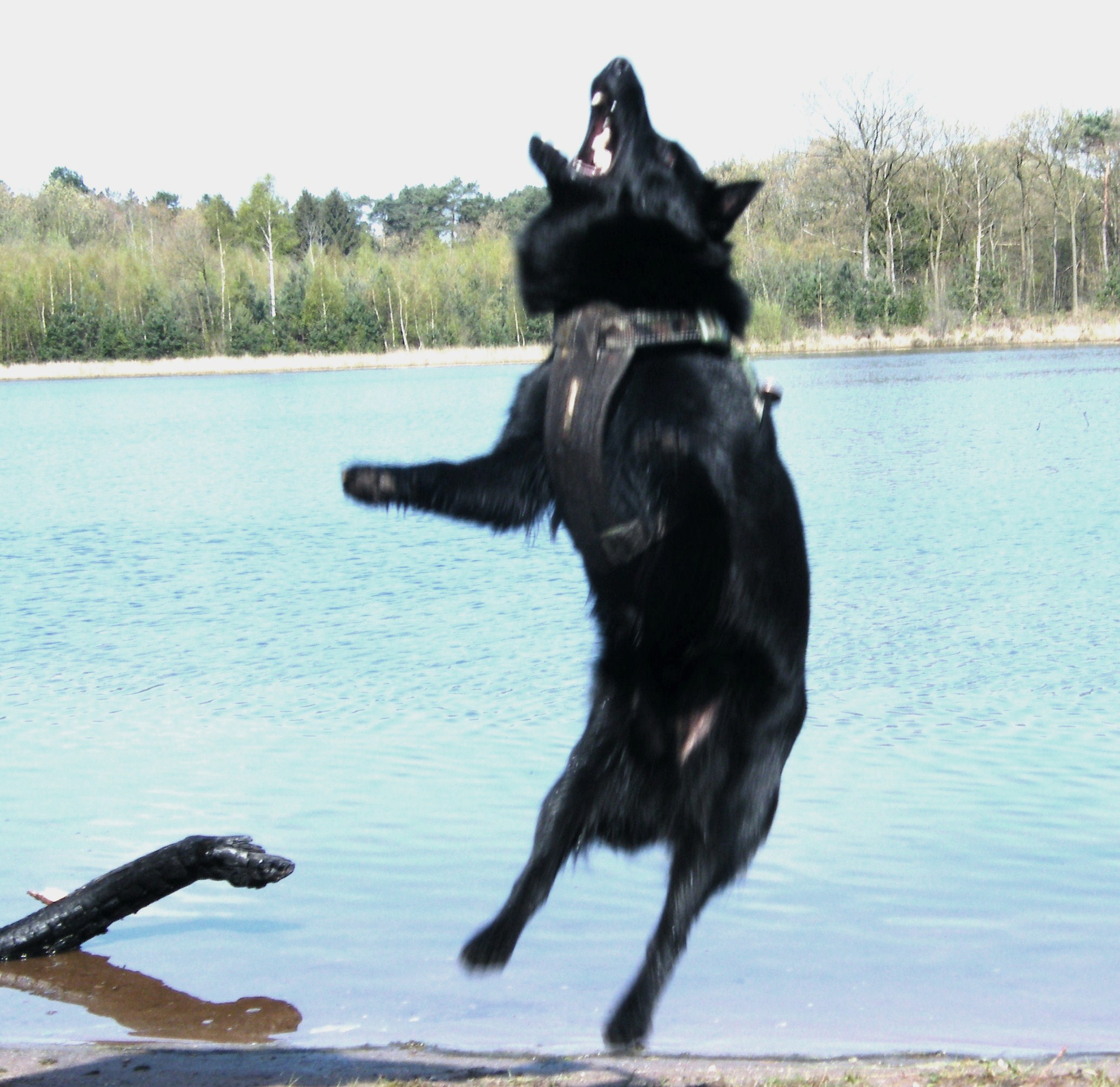 Schipperke in actie