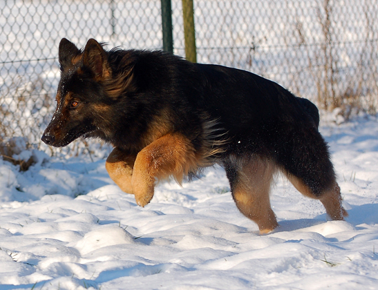 De Oud Duitse Herder is een echte werkhond