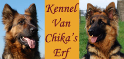Oud Duitse Herder kennel Van Chika's Erf